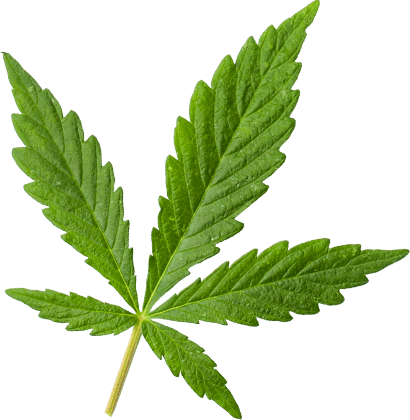https://torontoterpenes.com/wp-content/uploads/2018/12/marijuana_leaf_large-1.png