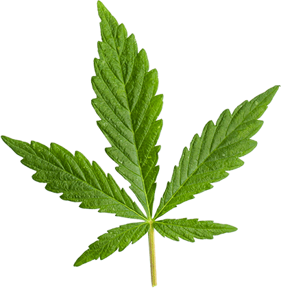 https://torontoterpenes.com/wp-content/uploads/2018/12/marijuana_leaf_large.png